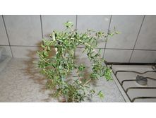 ������������ (Leptospermum) -