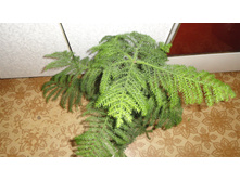 � ��� ����� ������� ..)