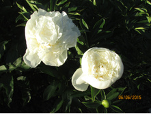 ���� ��������, ����� �����.JPG