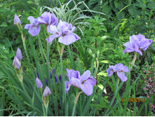 ���� ��������� �������� ����