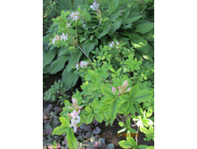 ������������� (2).JPG