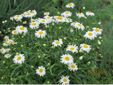 ������� ���������������.JPG