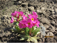 ����� Gigas.JPG