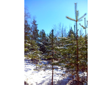 IMG 20170326 094728.jpg