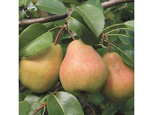 500x500.����� ������.jpg