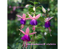 ������-��������