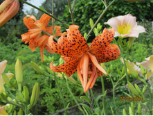 ������� ����� �����.JPG