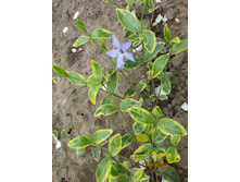 �������� ���������.JPG