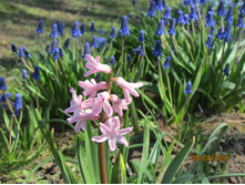 ������� (3).JPG