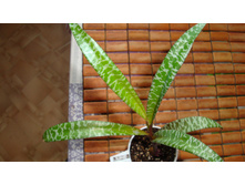 ��������� ��������