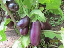 �������� �������.JPG