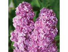 ������ ������������ ������ � ������.jpg