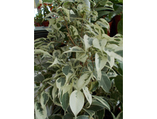 ���������� ��������