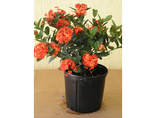 ������ ( Ixora) - ������ �������� �������� ..