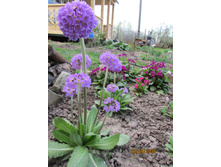 ������������� ����� (2).JPG