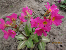 ����� Gigas (2).JPG