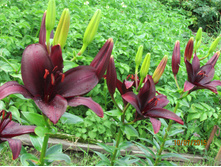 ��������� �������.JPG