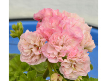 ���������� Asarnas Asgard.