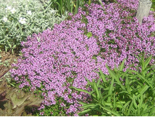 ������ ��������+