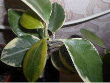 ���� Australis albomarginata.