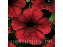 NEW ������� Tidal Wave Red Velour ������� 80�