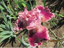 ���� ��������� ���������