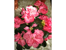 IMG 20170314 152137.jpg