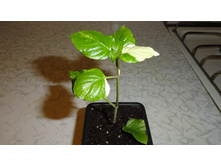 ��������� �������� �����������(Asystasia gangetica variegata)- 150  ���.