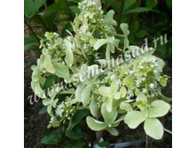 ��������� ����������� ������� �� ������.jpg