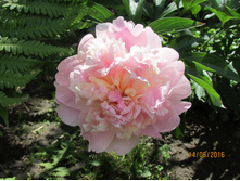 ���� (3).JPG