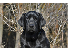 ���� ������� 5 ���