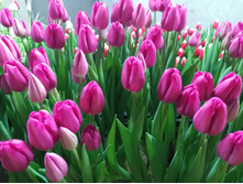 IMG 20170301 070217[1].jpg