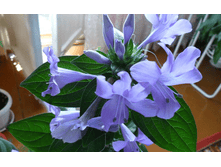 �������� ����������� (barleria obtusa)- ������ �������� ...