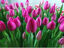 IMG 20170301 070455[1].jpg