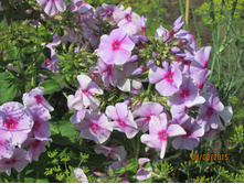 ����������� ������� (2).JPG