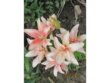 ��������� ��������.JPG