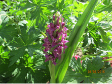 �������������� �����������.JPG