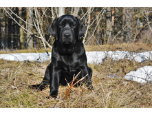 ���� ������� 5 ���