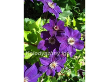 ��������� ����� ������ ������� �.jpg