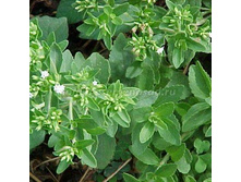 ������ �������� �������.jpg