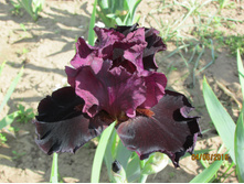 ���� ��������� ���� �������