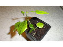 ��������� ��������  (Asystasia gangetica) - 100  ���.