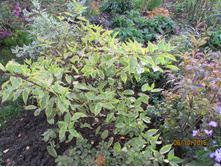 ����� �����.JPG