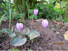 �������� ���������� Light Rose.JPG