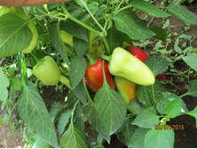 ����� ���������� ������� ������.JPG