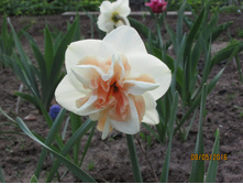 ������ (3).JPG