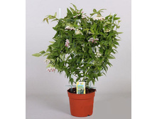 ���� �����- 550 ���.