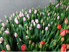 IMG 20170301 070233[1].jpg