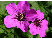 ���� �����