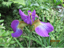 ���� ��������� �������.JPG